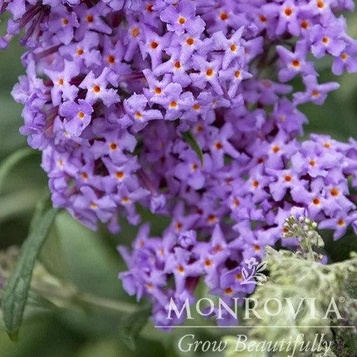 True Blue Butterfly Bush