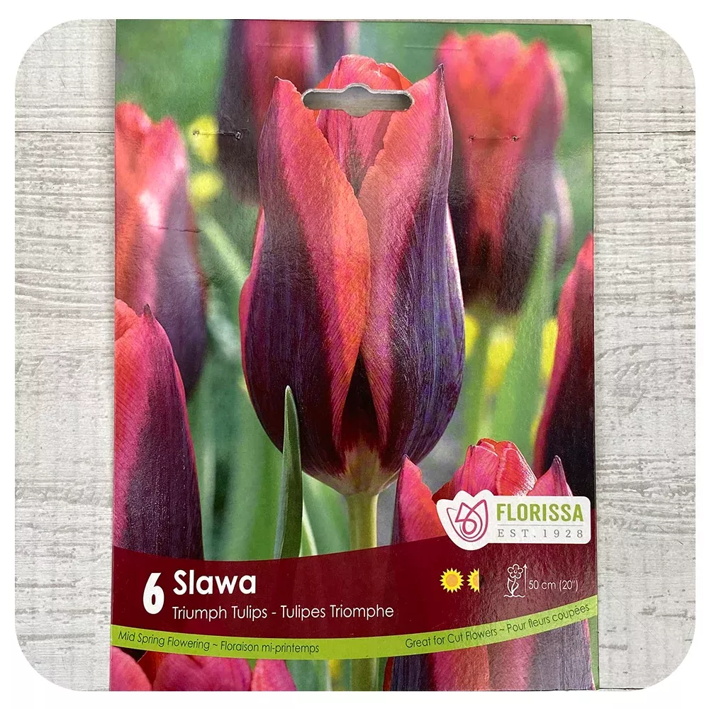 Tulip 'Slawa'