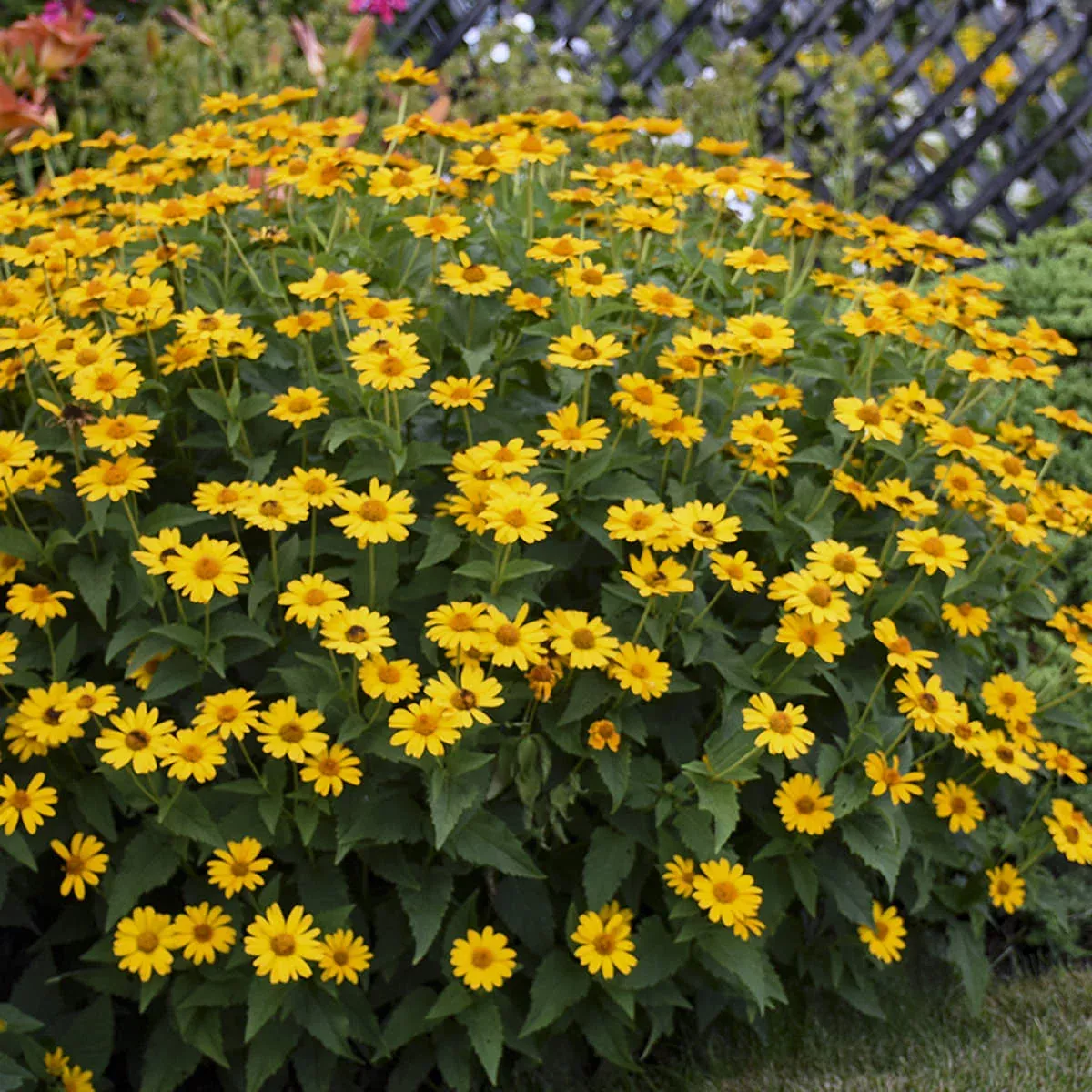 'Tuscan Sun' False Sunflower (Heliopsis)