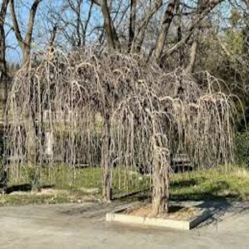 Twisted Willow Tree – Dramatically Curled a | Pixies Gardens