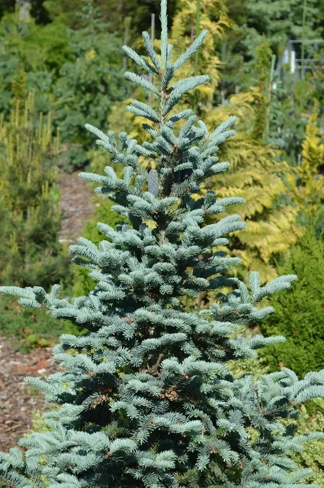 Tyler Blue Balsam Fir