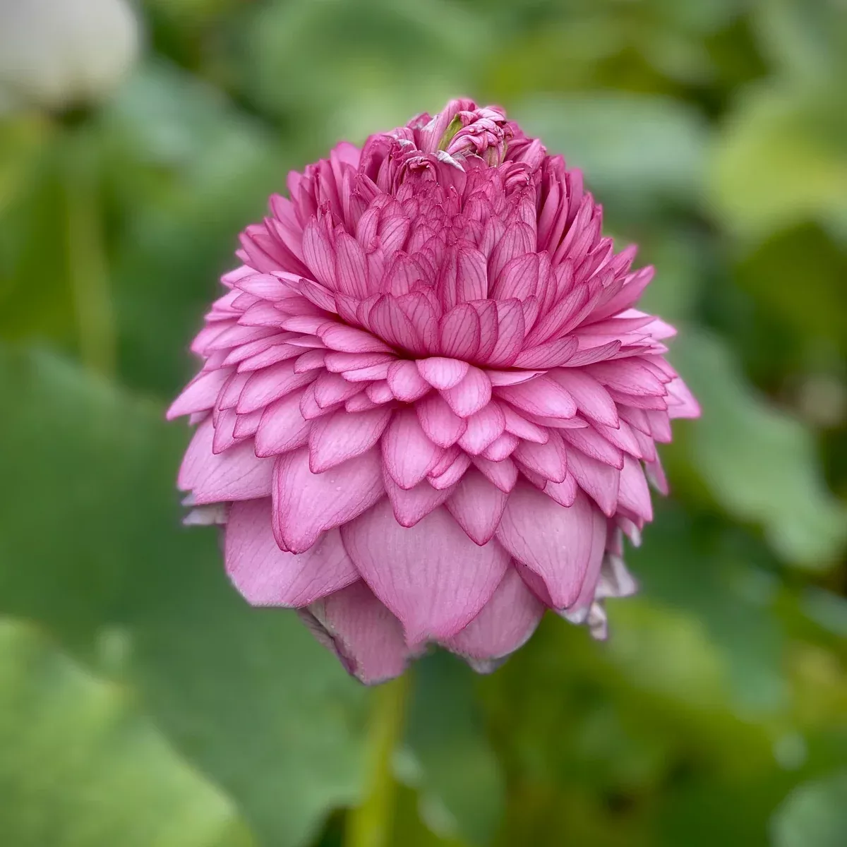 Ultimate Thousand Petals
