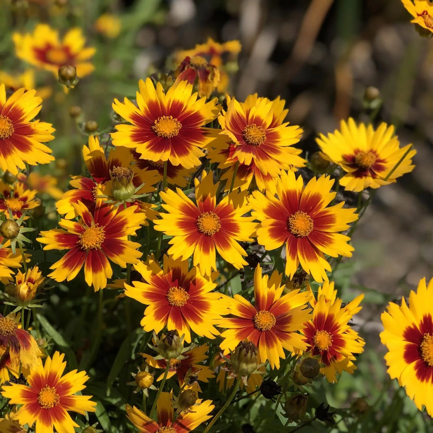 Uptick™ Gold & Bronze Tickseed (Coreopsis)