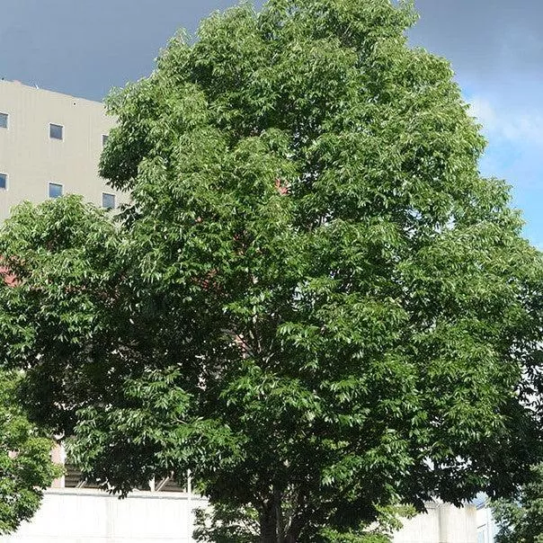 Urbanite Green Ash