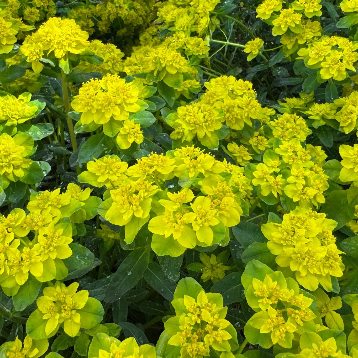 'Urge To Splurge' Spurge (Euphorbia)