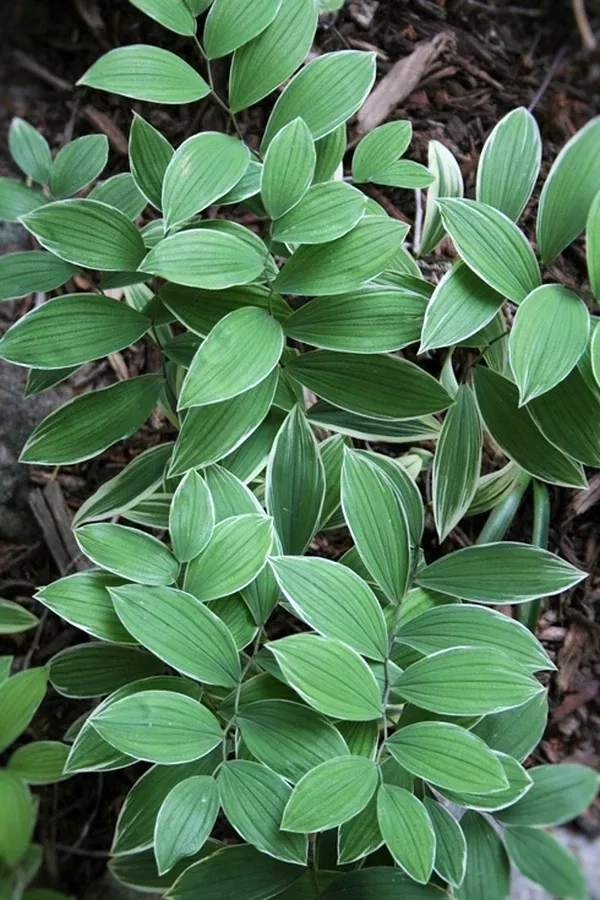 Uvularia sessilifolia 'Variegata'