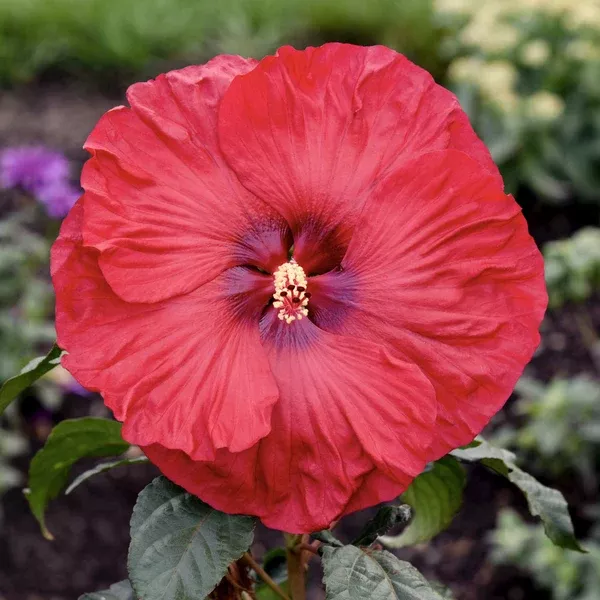 Valentine's Crush Rose Mallow
