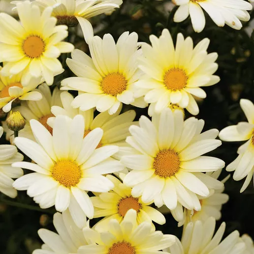 Vanilla Butterfly Marguerite Daisy