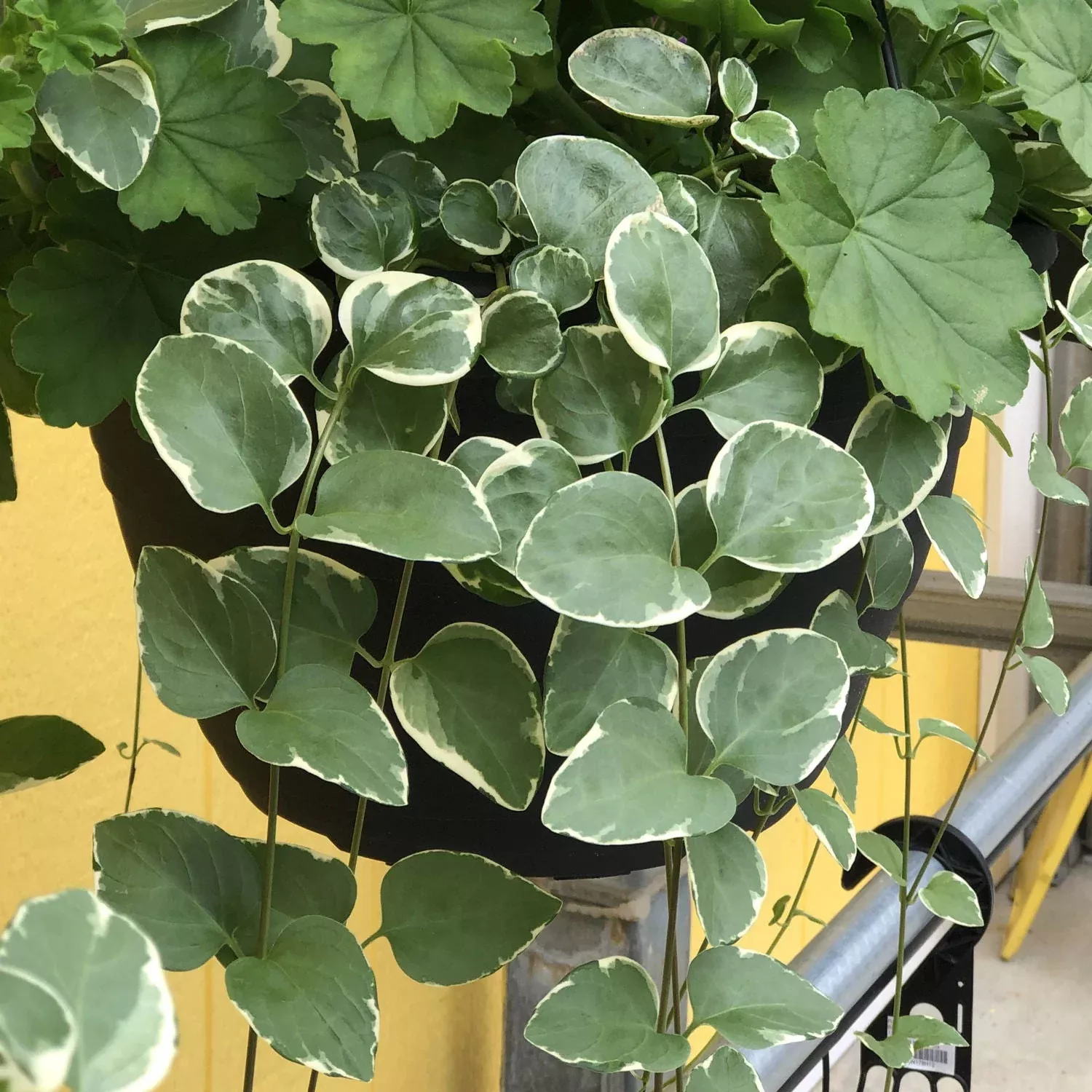 'Variegata' Variegated Vinca Vine (Vinca)