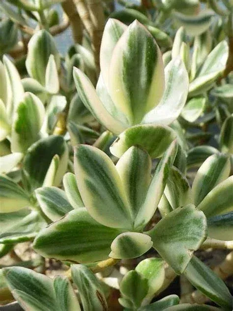 Variegated Jade Plant Cuttings – Crassula Ovata Succulent – 3 Live 4″ Unrooted Cuttings