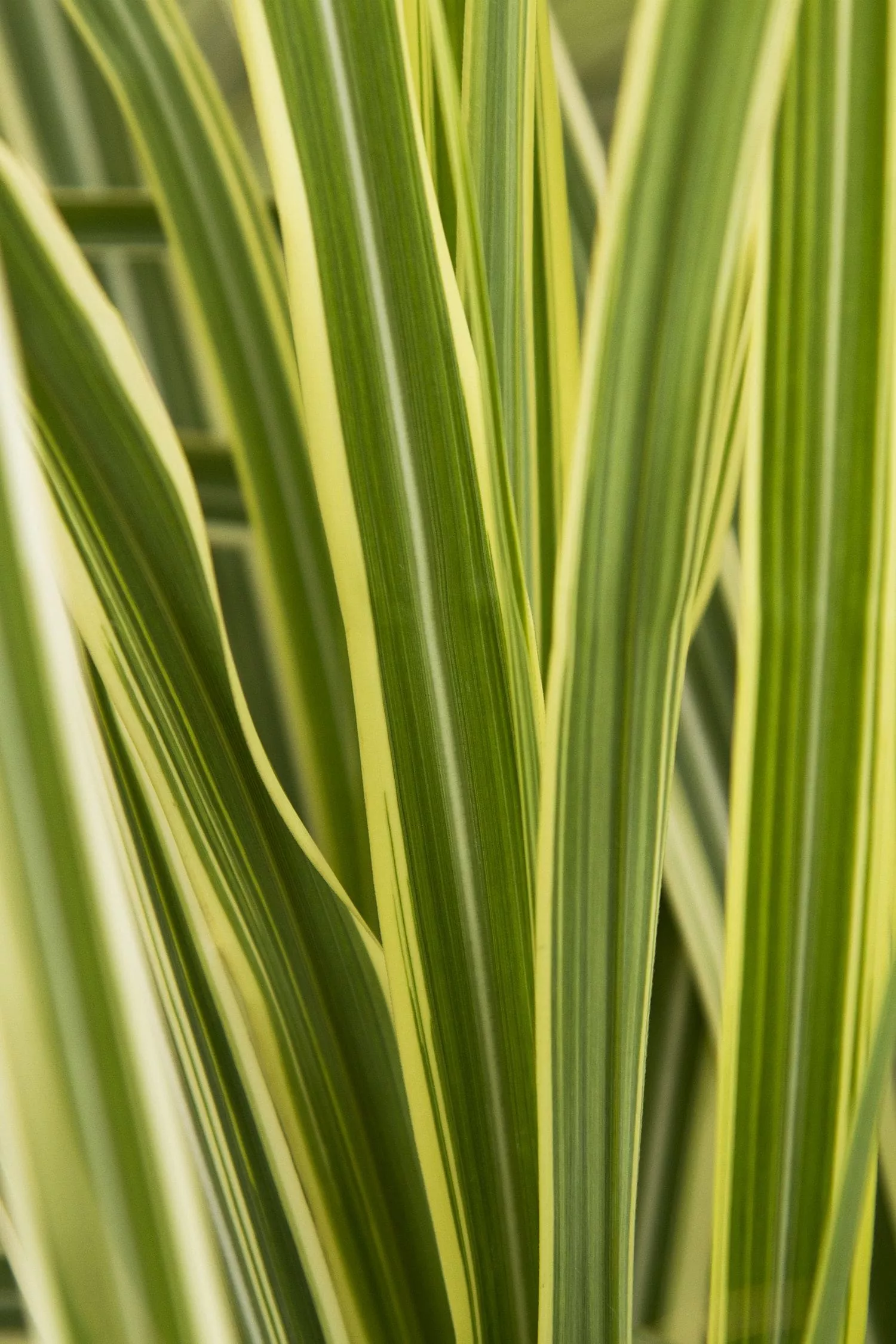 Variegated Japanese Silver Grass