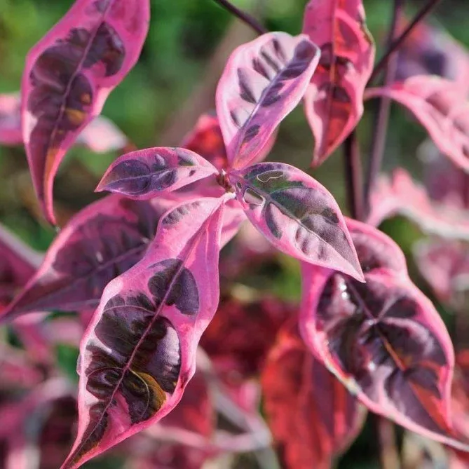 Variegated Stellar Pink Dogwood Rutgan - Hybrid Pink Dogwood