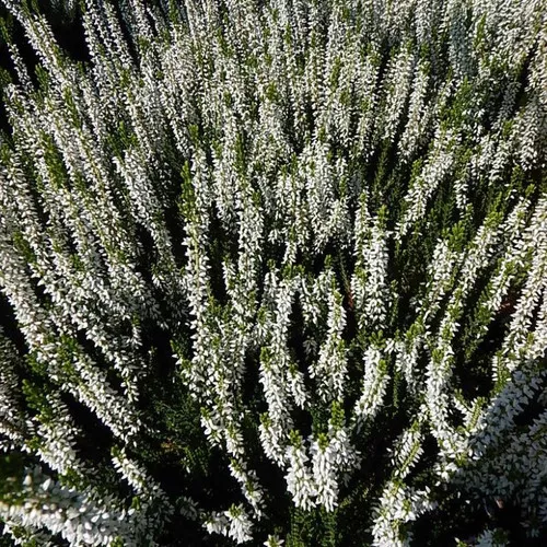 Veluwe Heather