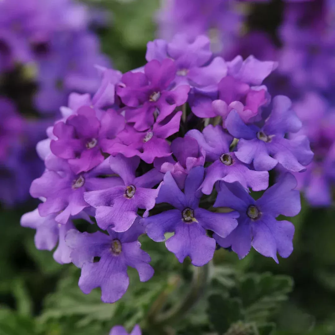 Verbena 'EnduraScape Blue' Creeping Verbena - [EG]
