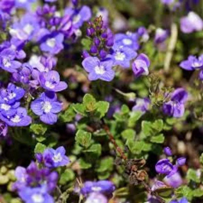 Veronica liwanensis | Pixies Gardens