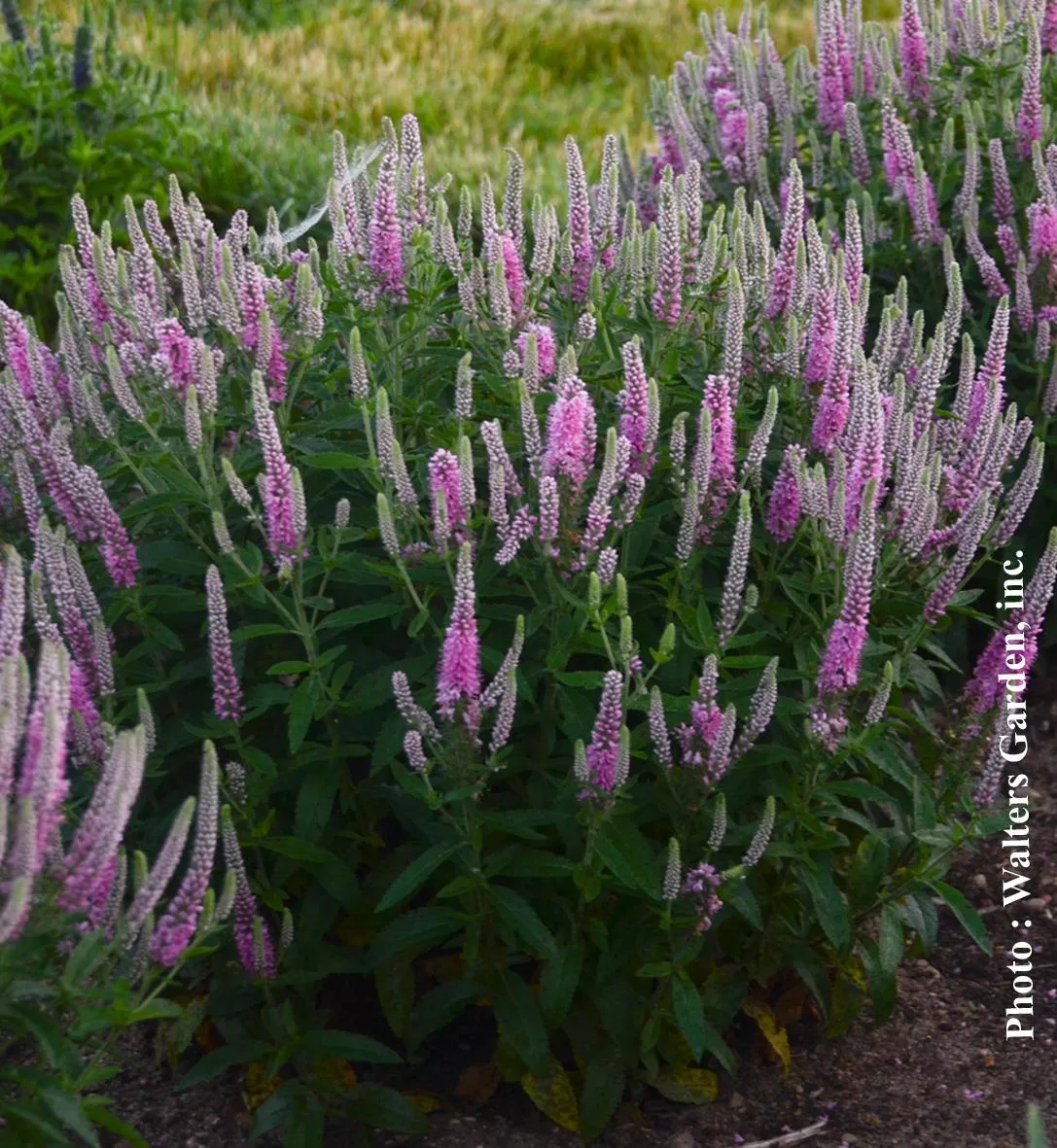 Veronica Magic Show 'Pink Potion'