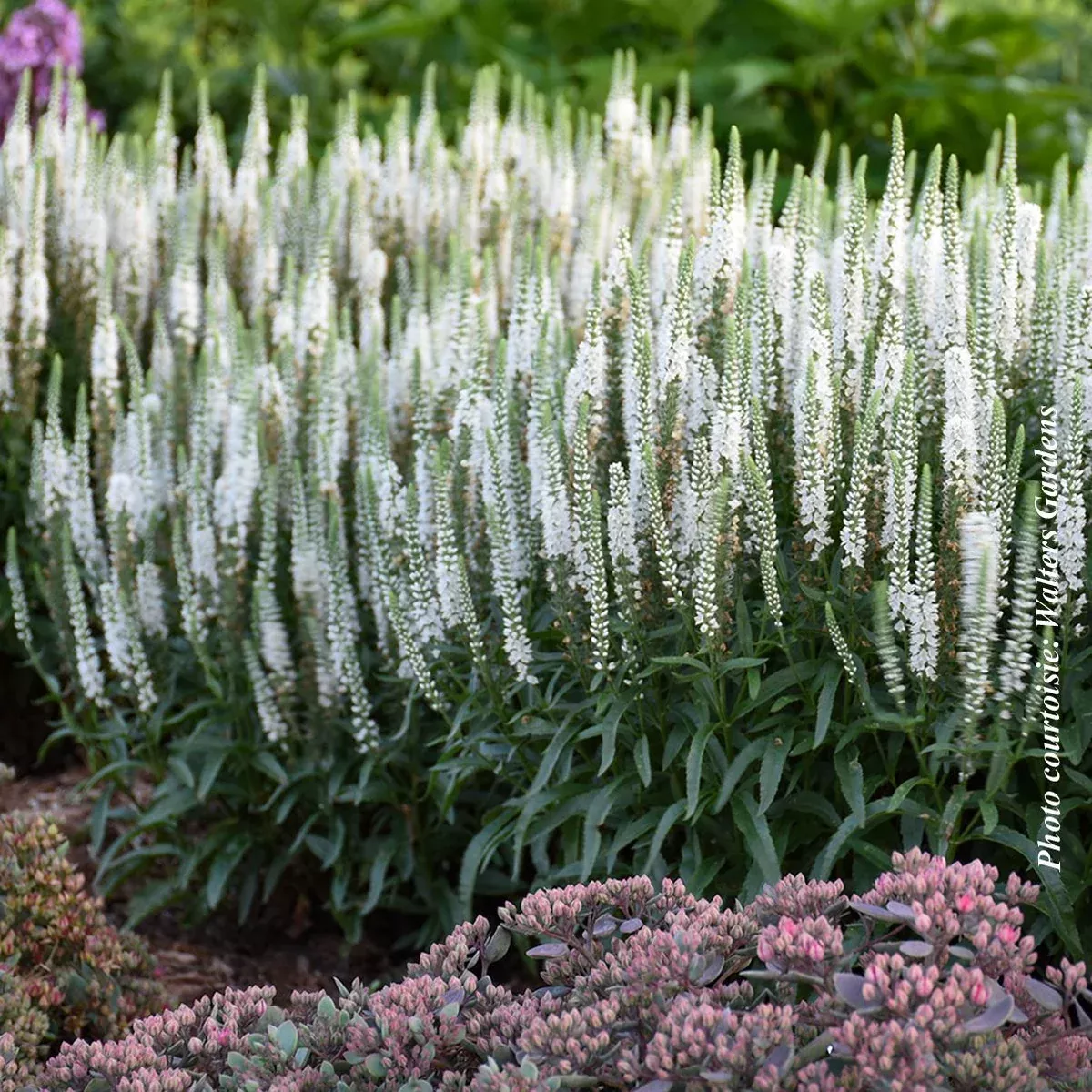 Veronica Magic Show 'White Wands'