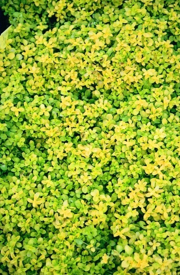 Veronica repens 'Sunshine'