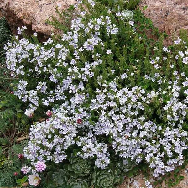 Veronica 'Snowmass'