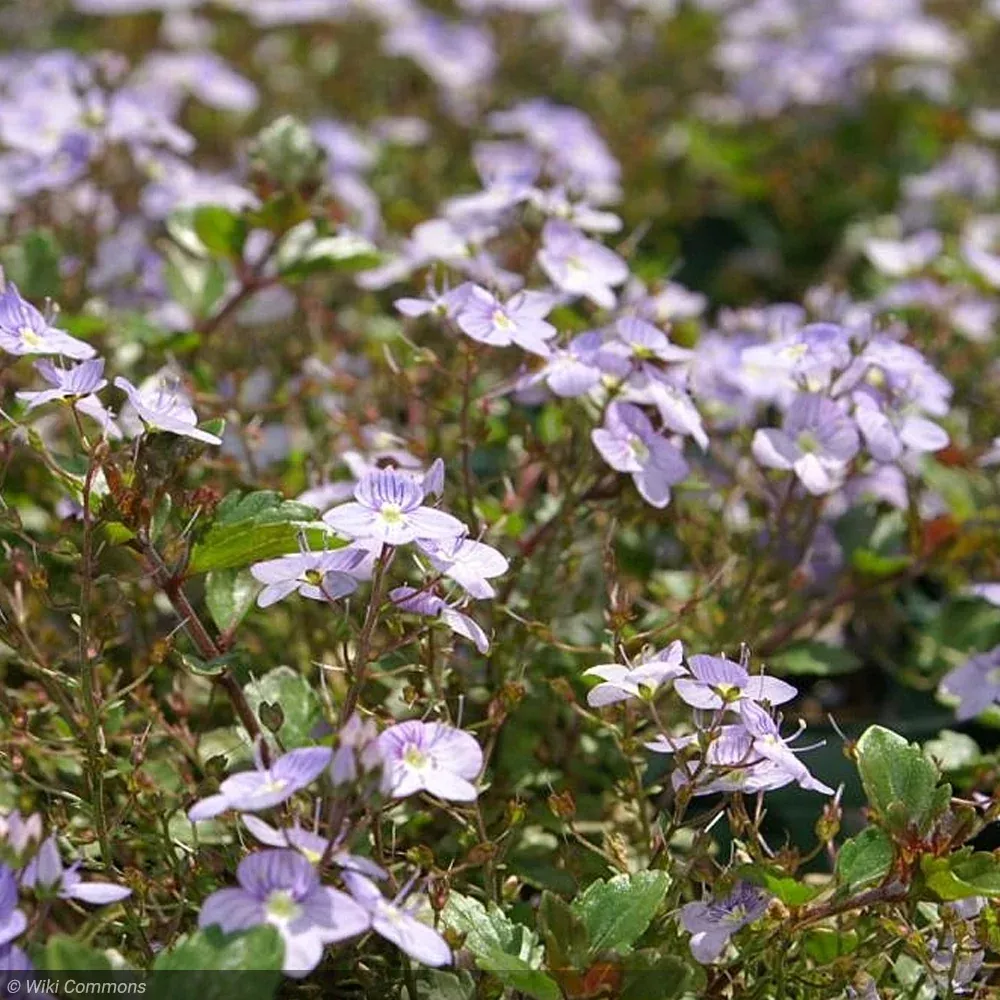 Veronica, Waterperry Blue Qt