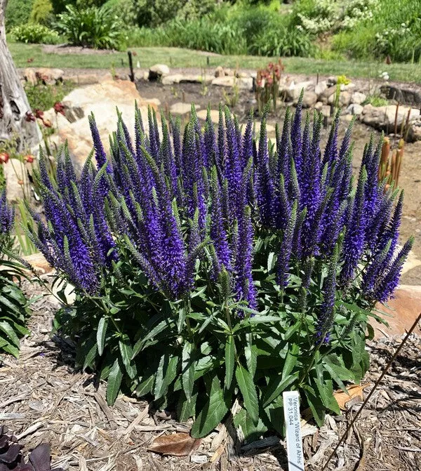 Veronica 'Wizard of Ahhs' PP 31,044