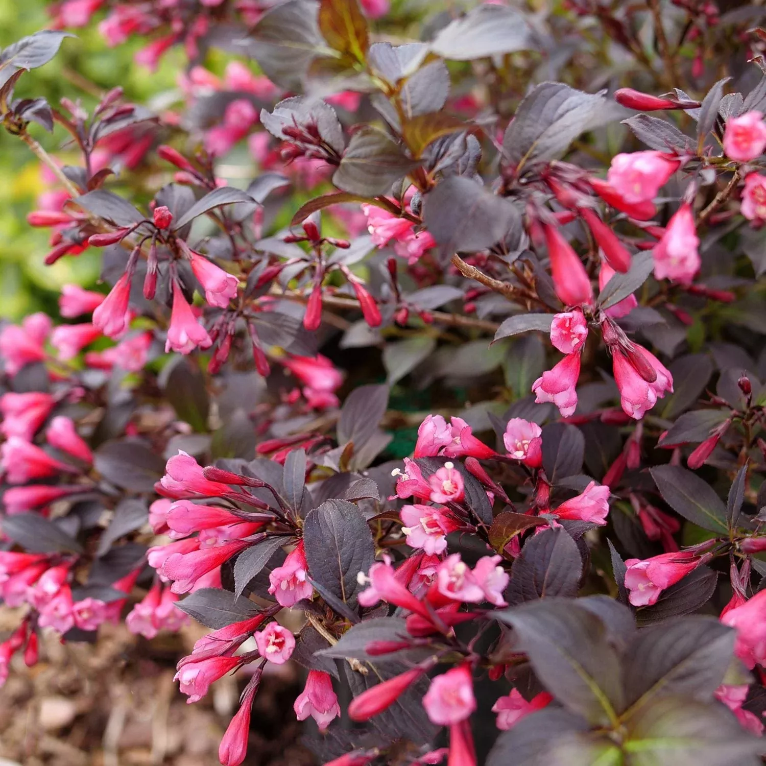 Very Fine Wine Weigela