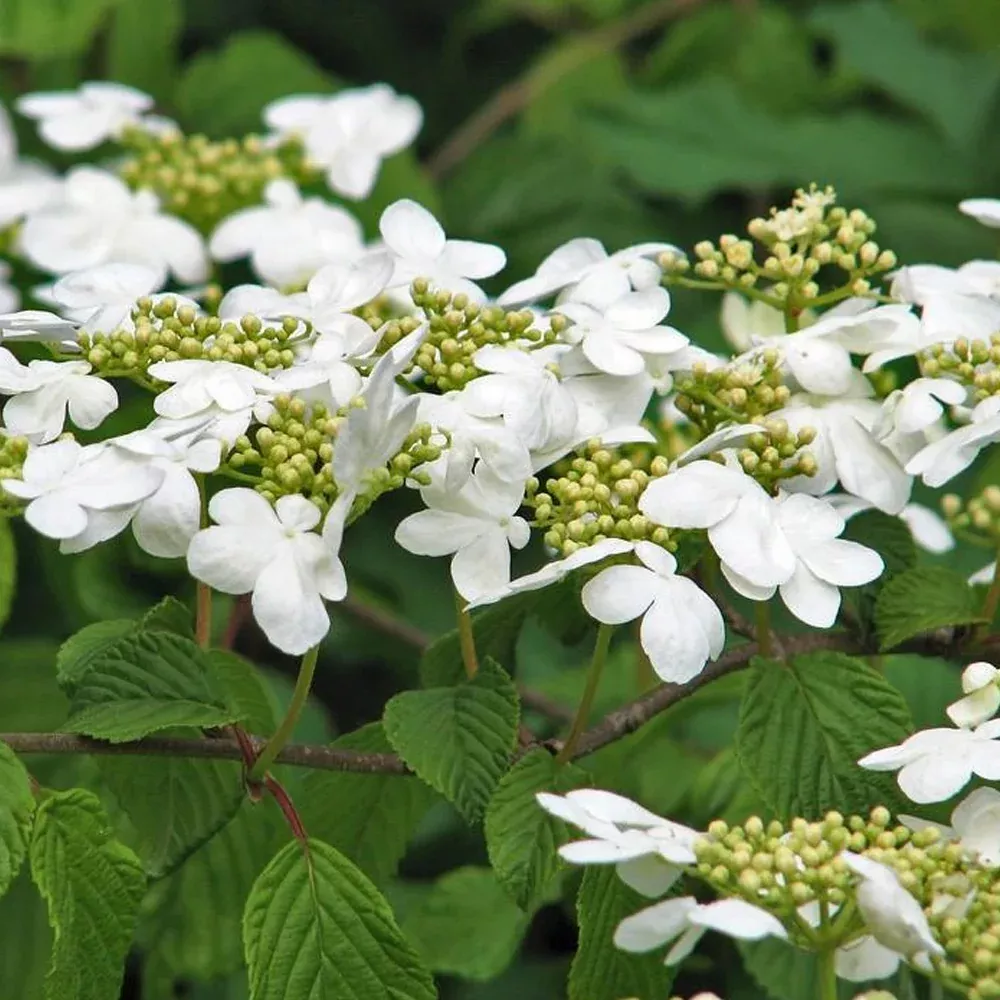 Viburnum, Shasta #3