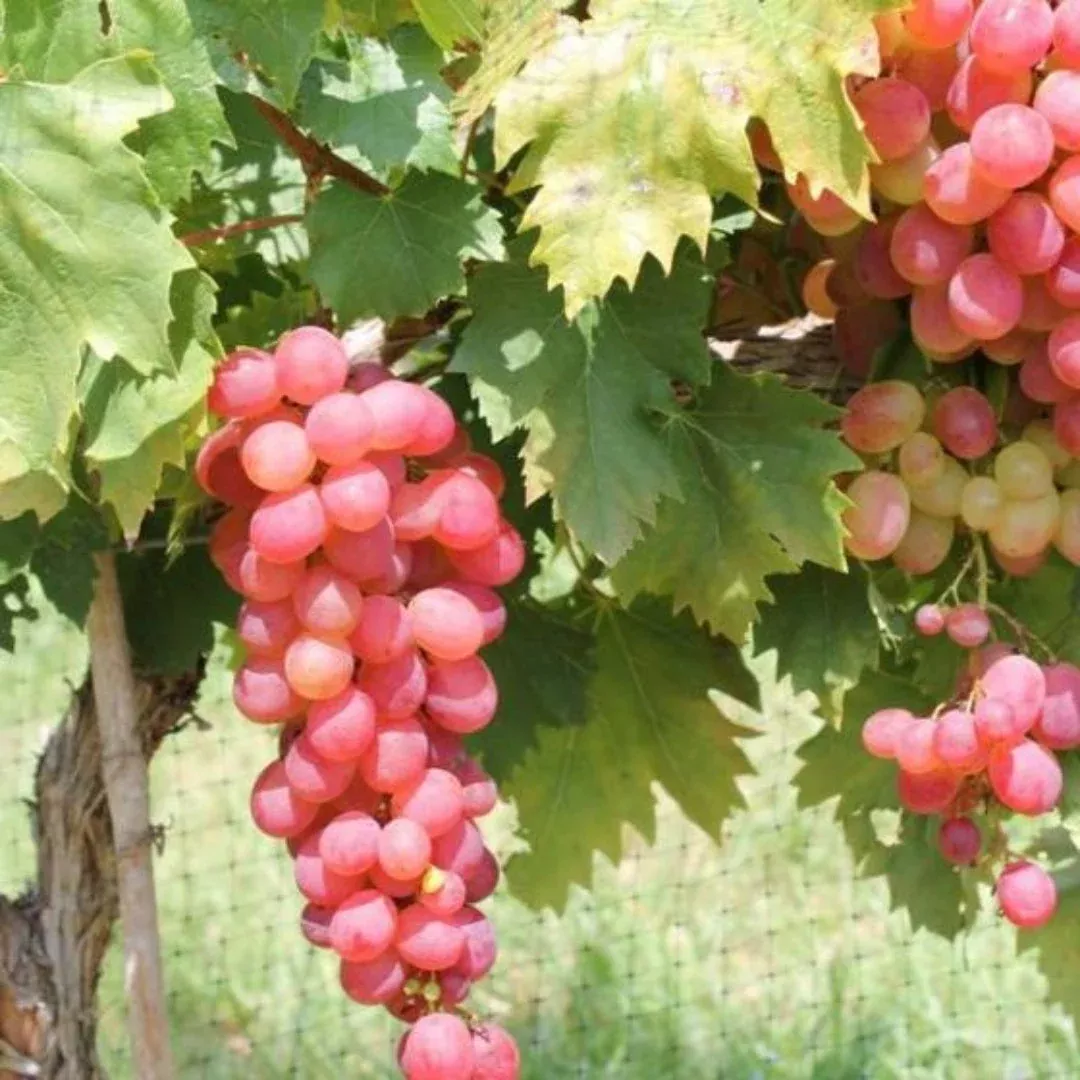 Victoria Red Grape Vine | Pixies Gardens