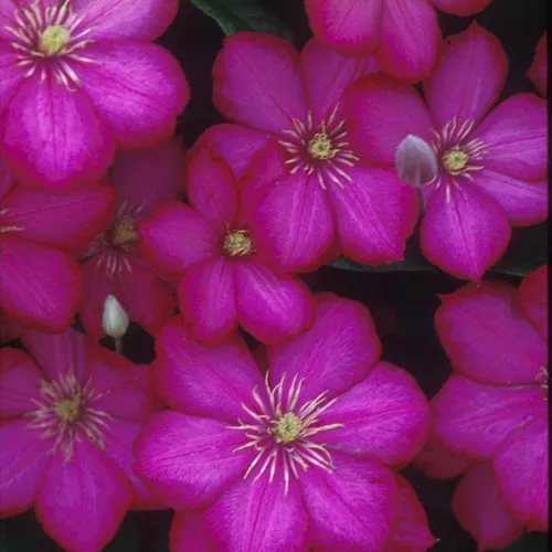 'Ville De Lyon' Clematis