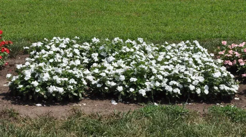 Vinca Pacifica XP White Seeds – 500 Count Annual Flower Seeds for Outdoor Gardens