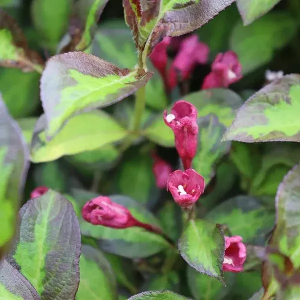 Vinho Verde Weigela