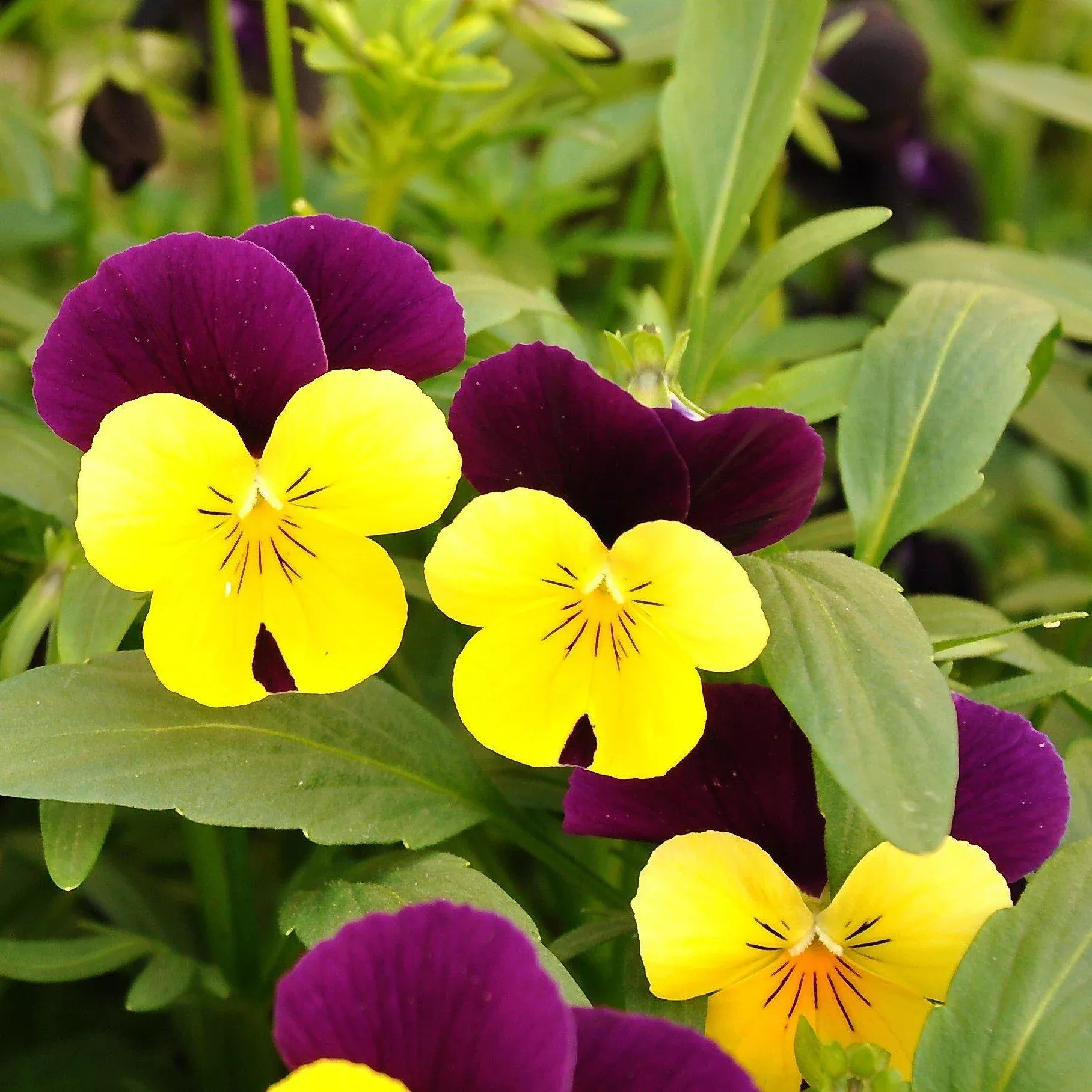 Viola cornuta 'PAS733574'~ Sorbet™ Yellow Jump-Up Viola