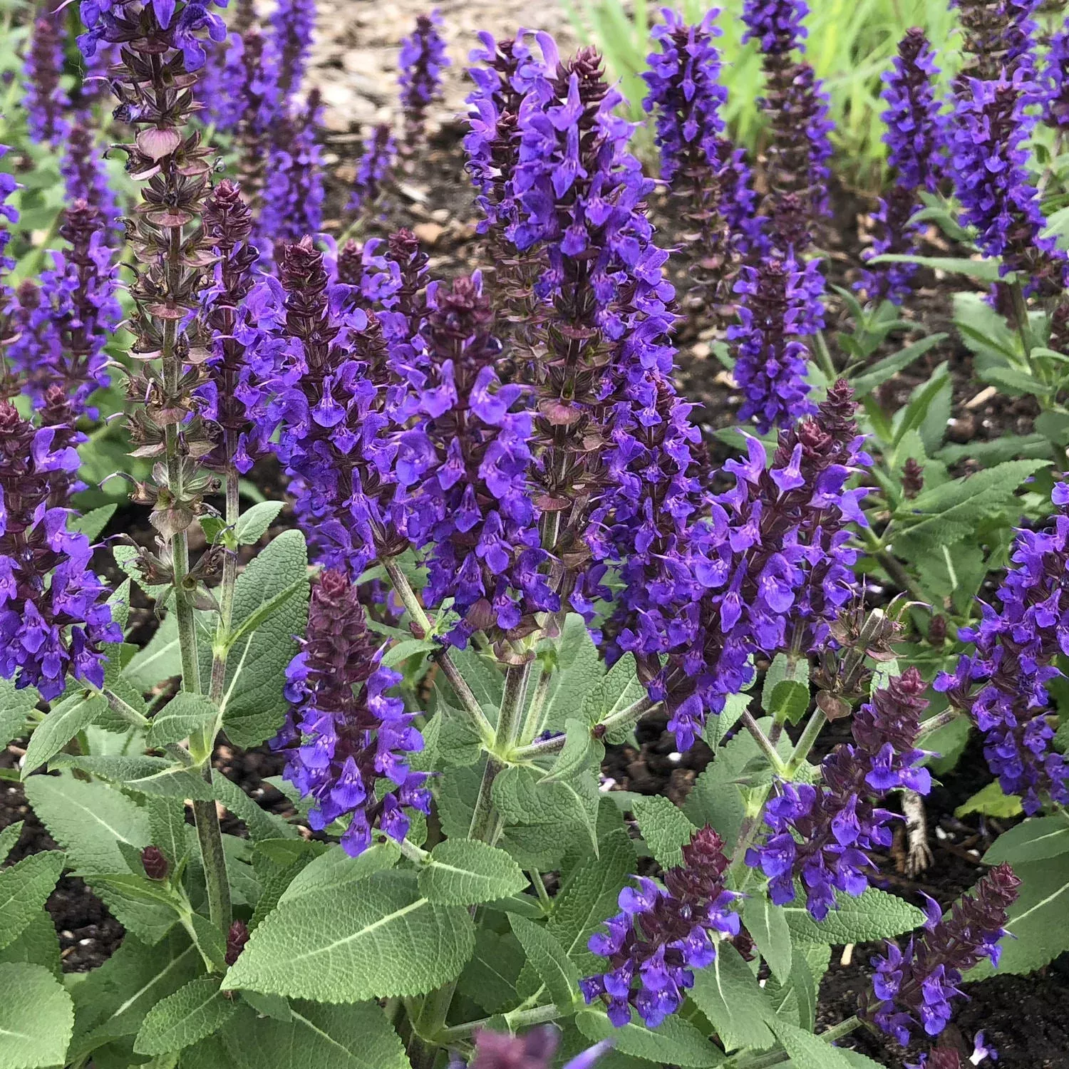 'Violet Profusion' Perennial Salvia