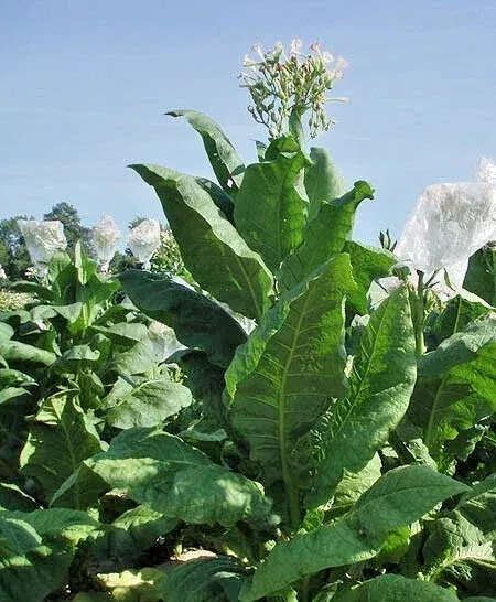 Virginia Gold Tobacco Seeds – 1000 Heirloom Nicotiana Tabacum Seeds – Fast Growing Annual