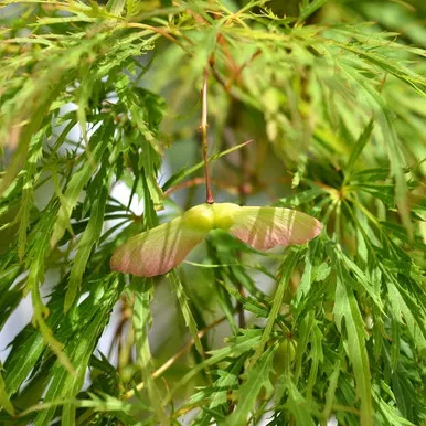 Viridis Cutleaf Japanese Maple