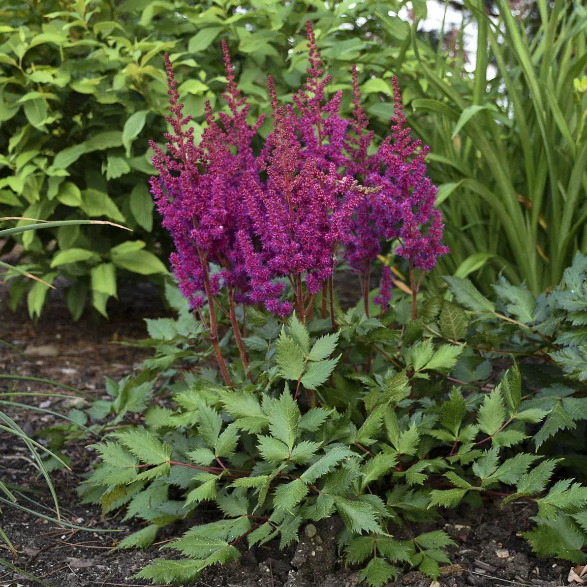 'Vision in Red' Chinese Astilbe