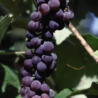 Vitis labrusca 'Canadice'