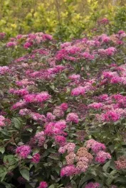 Walberton's Plumtastic Spirea