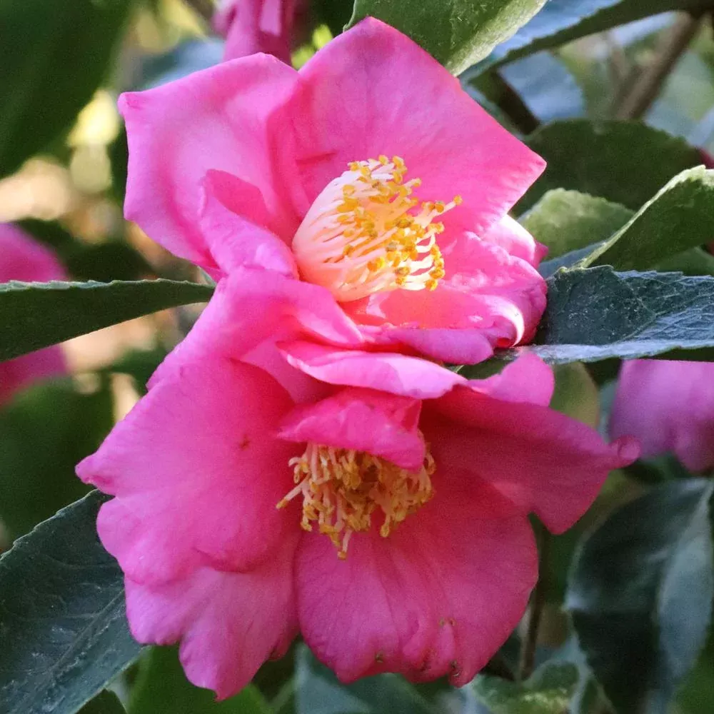 Warm Hearted™ Pink Camellia