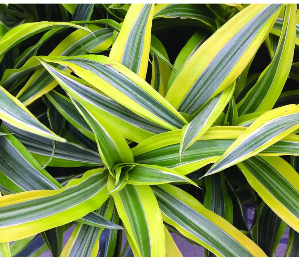 Warneckii Goldstar Dracaena