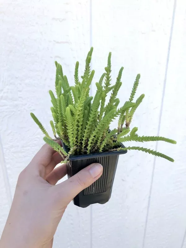 Watch Chain Crassula Muscosa Live Plant – 2 inch Pot – Succulent