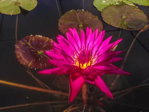 Water Lily - VIRGINIA MCLANE