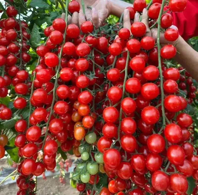 Waterfall Cherry Tomato Seeds – 150+ Count, Ultra Sweet, Non-GMO