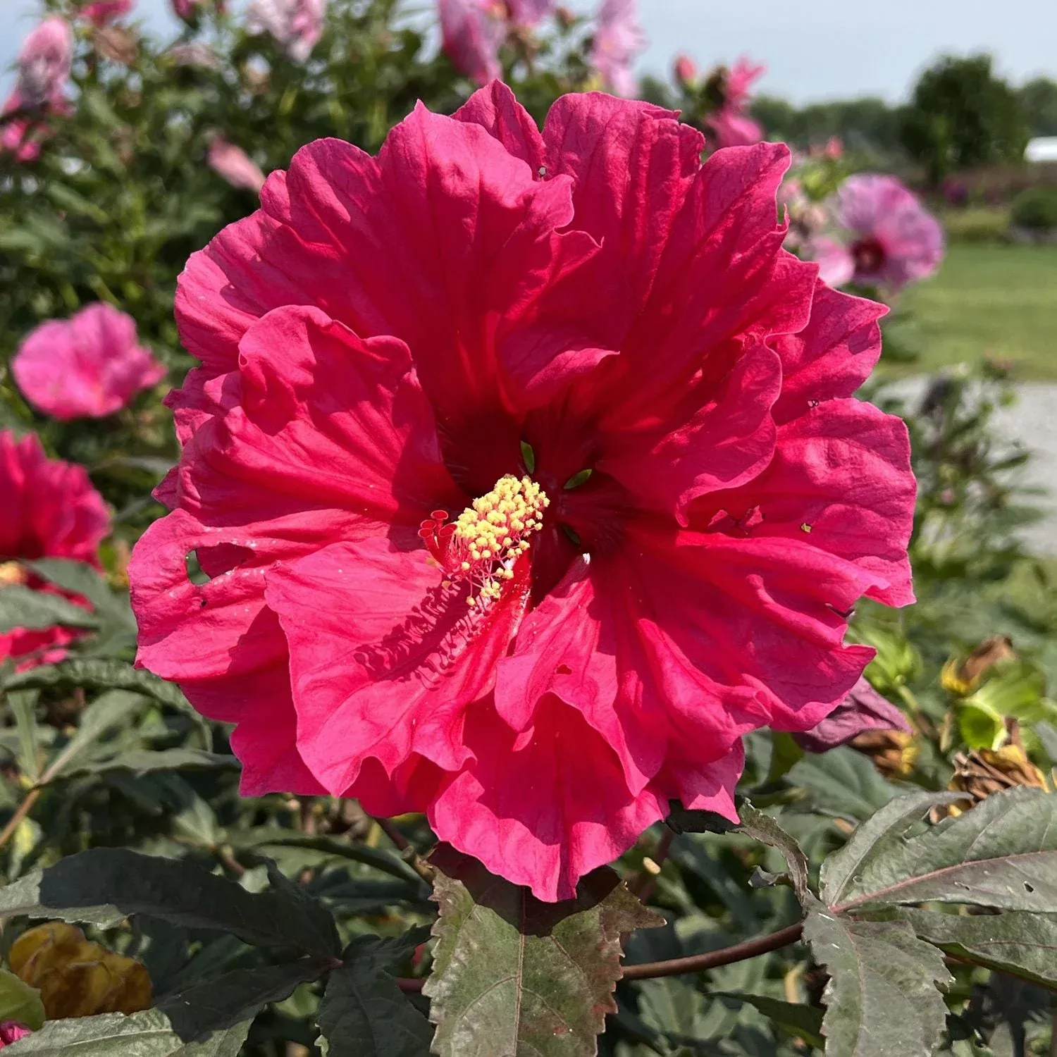 'Watermelon Ruffles' Rose Mallow (Hibiscus)