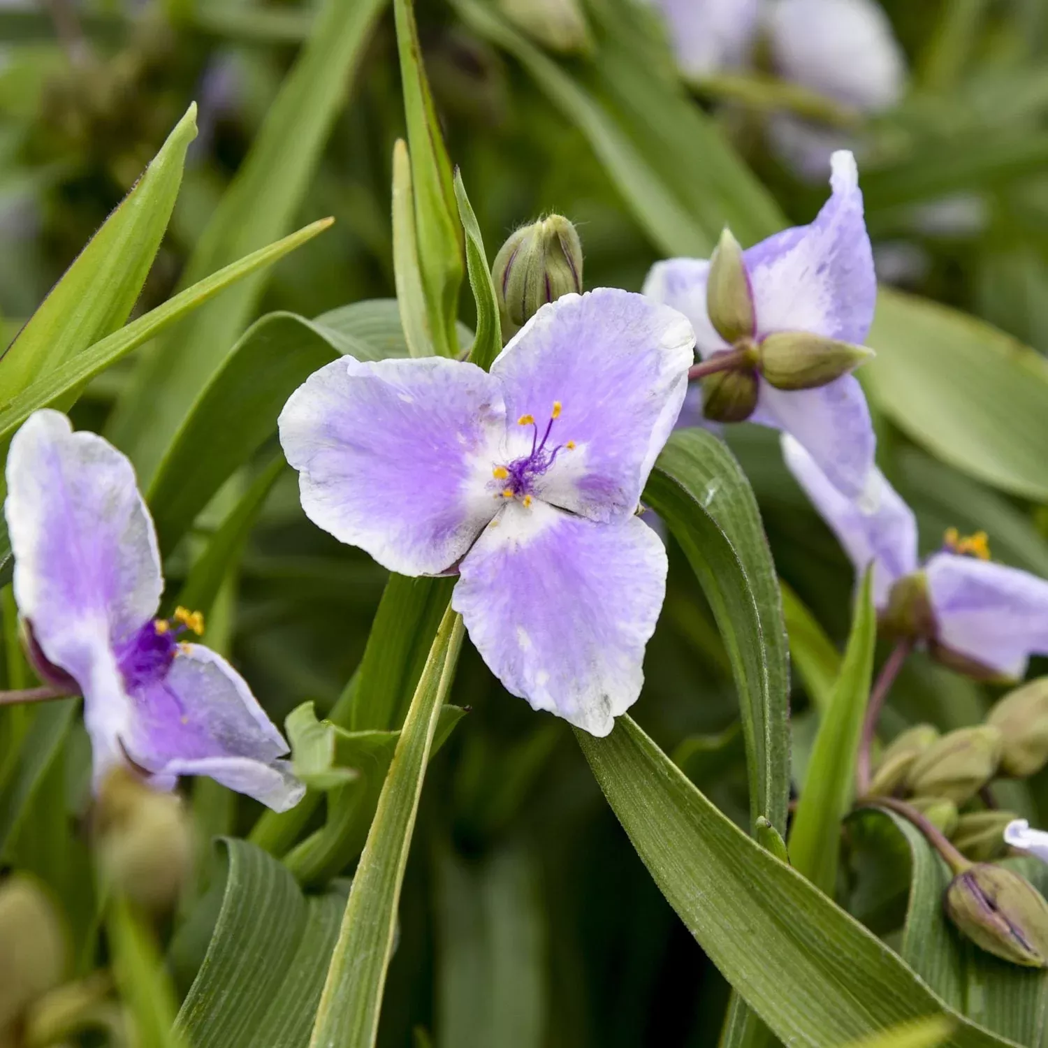 'Webmaster' Spiderwort (Tradescantia)