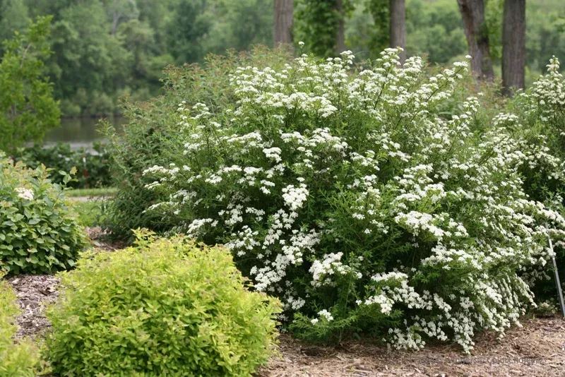 Wedding Cake Spirea Cuttings – Set of 10 Unrooted Stems, 6-8 Inches, Outdoor Shrub