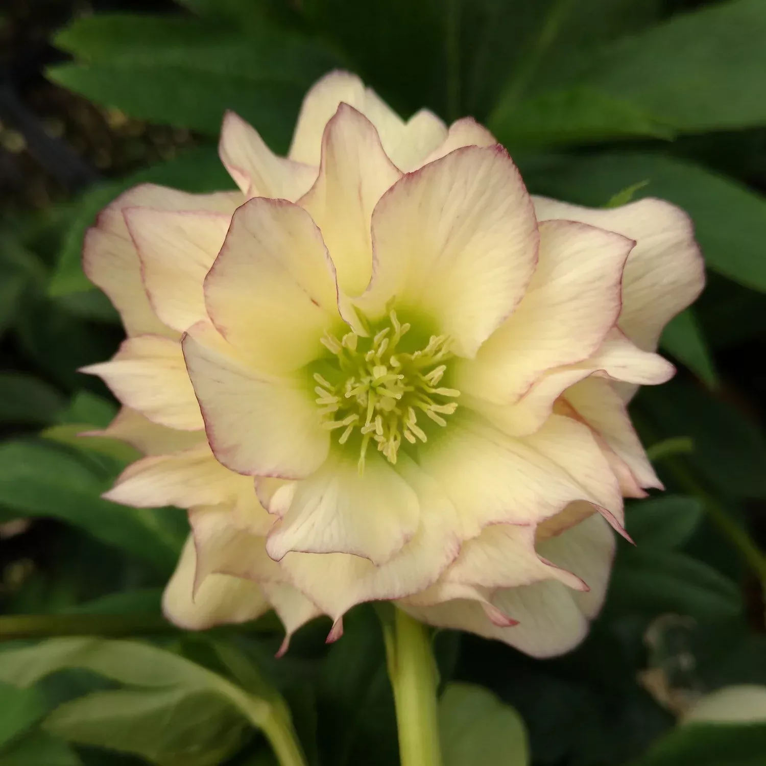Wedding Party 'First Dance' Lenten Rose (Helleborus)