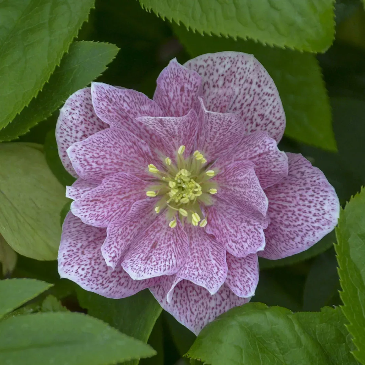 Wedding Party 'Wedding Crasher' Lenten Rose (Helleborus)