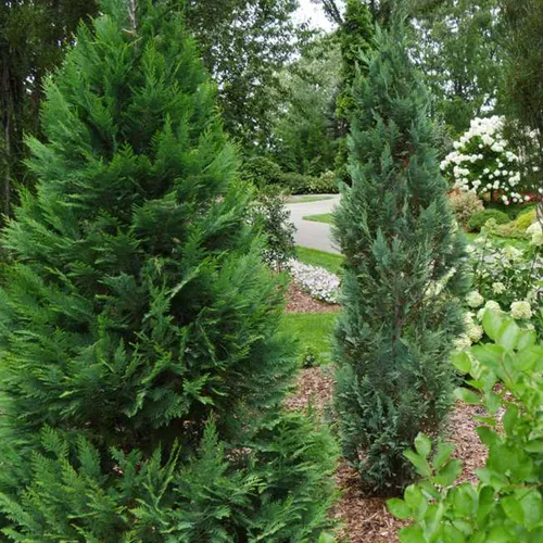 Weeping Alaskan Cedar