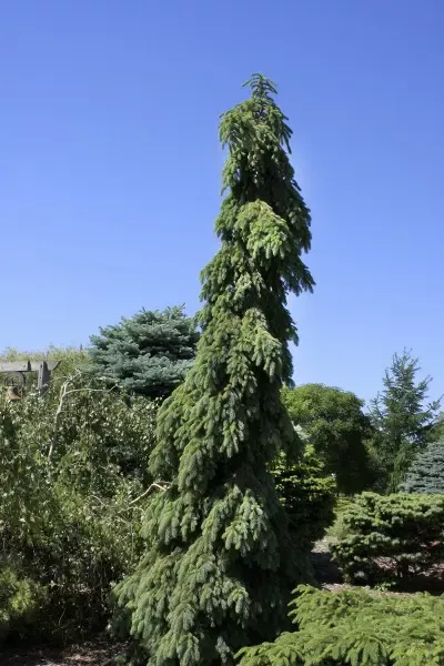 Weeping White Spruce